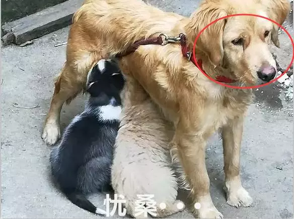 金毛被迫當乾媽,二哈天天跑去蹭奶喝,被呵斥竟還一臉不悅