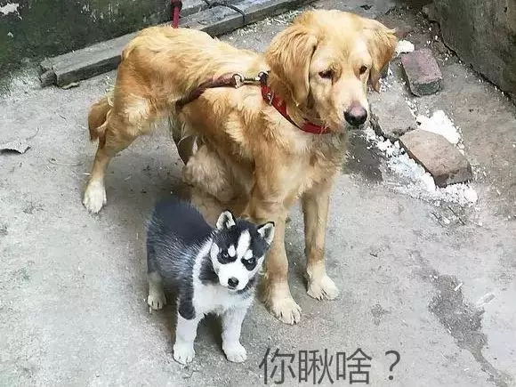 金毛被迫當乾媽,二哈天天跑去蹭奶喝,被呵斥竟還一臉不悅