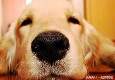 養了這麼多年狗,你不知道的狗狗的30個秘密!