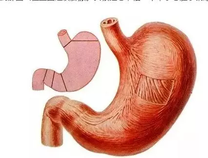 常常脹氣嗎?!胃脹氣想吐,要快點這樣做!