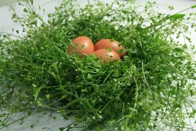 對眼睛最好的5種食物,護眼亮睛,趕緊給你家孩子多吃點吧