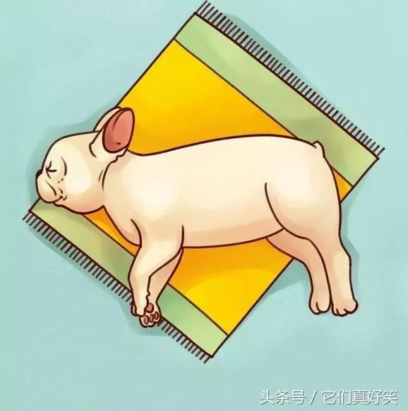 狗狗這6種睡姿代表6種性格,養狗人看了都恍然大悟