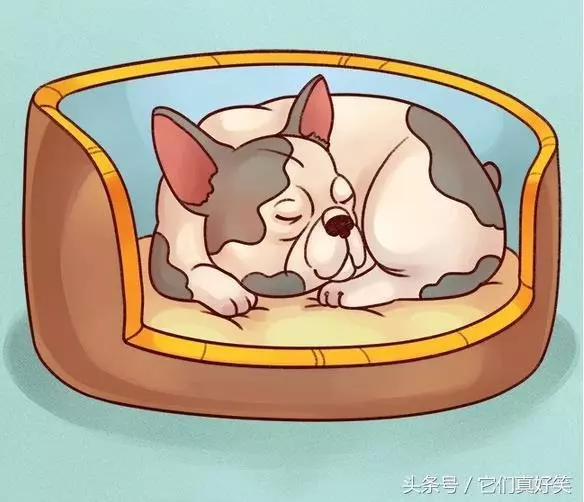 狗狗這6種睡姿代表6種性格,養狗人看了都恍然大悟