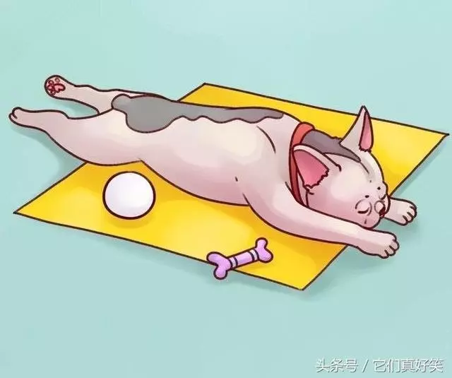 狗狗這6種睡姿代表6種性格,養狗人看了都恍然大悟