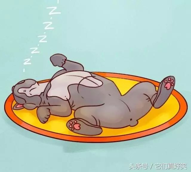 狗狗這6種睡姿代表6種性格,養狗人看了都恍然大悟