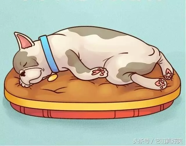 狗狗這6種睡姿代表6種性格,養狗人看了都恍然大悟