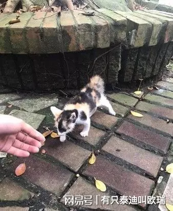 買菜囉!公園捕獲「黏人小喵」 只好拿塑膠袋一路提回家