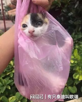 買菜囉!公園捕獲「黏人小喵」 只好拿塑膠袋一路提回家