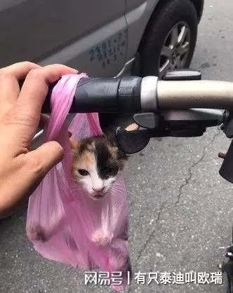 買菜囉!公園捕獲「黏人小喵」 只好拿塑膠袋一路提回家