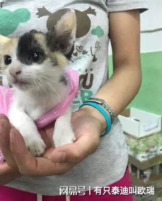 買菜囉!公園捕獲「黏人小喵」 只好拿塑膠袋一路提回家
