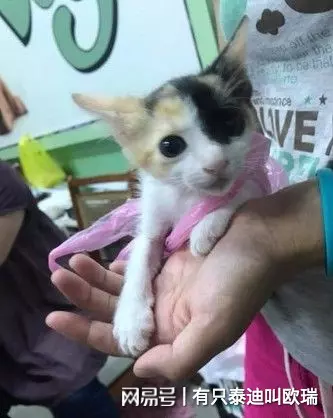 買菜囉!公園捕獲「黏人小喵」 只好拿塑膠袋一路提回家