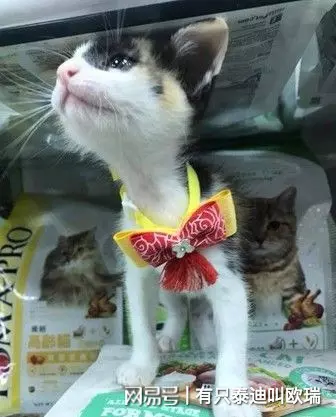 買菜囉!公園捕獲「黏人小喵」 只好拿塑膠袋一路提回家