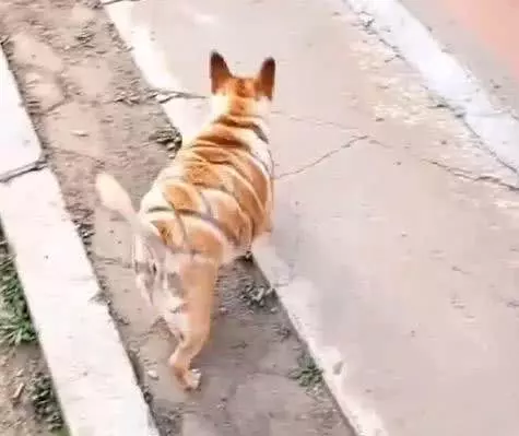 狗狗的一段悲慘遭遇,渾身毛髮被主人這樣弄,網友:是狗都不能忍