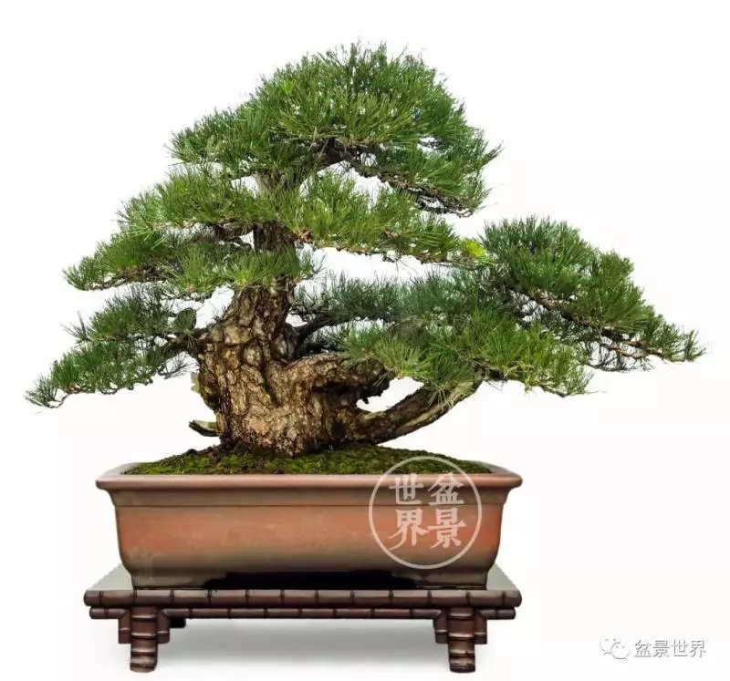 黑松為何廣受青睞?