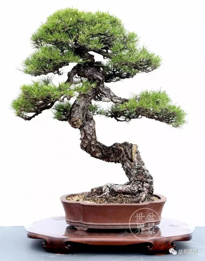黑松為何廣受青睞?