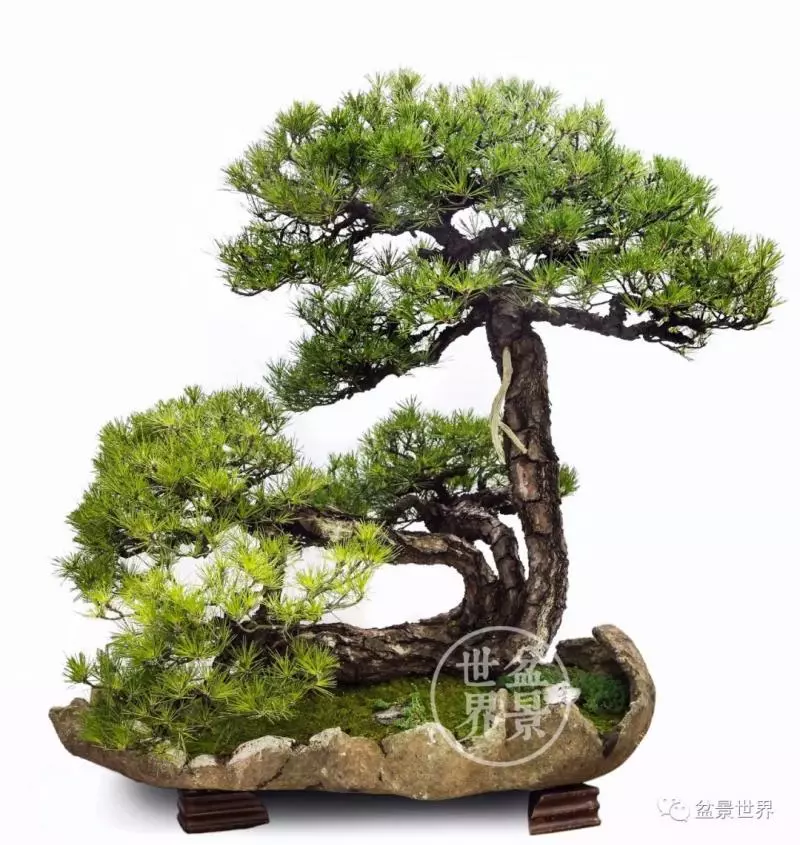 黑松為何廣受青睞?