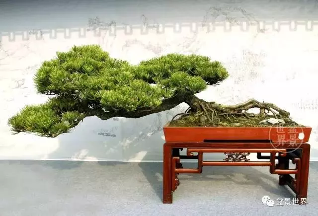 黑松為何廣受青睞?