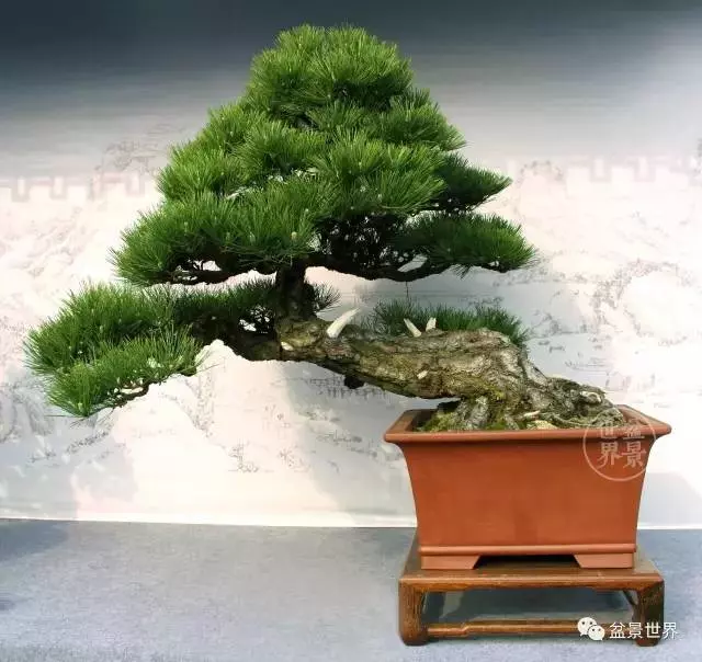 黑松為何廣受青睞?