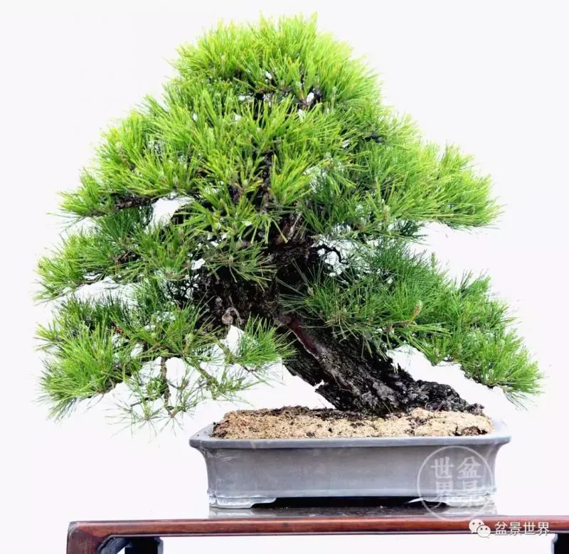 黑松為何廣受青睞?