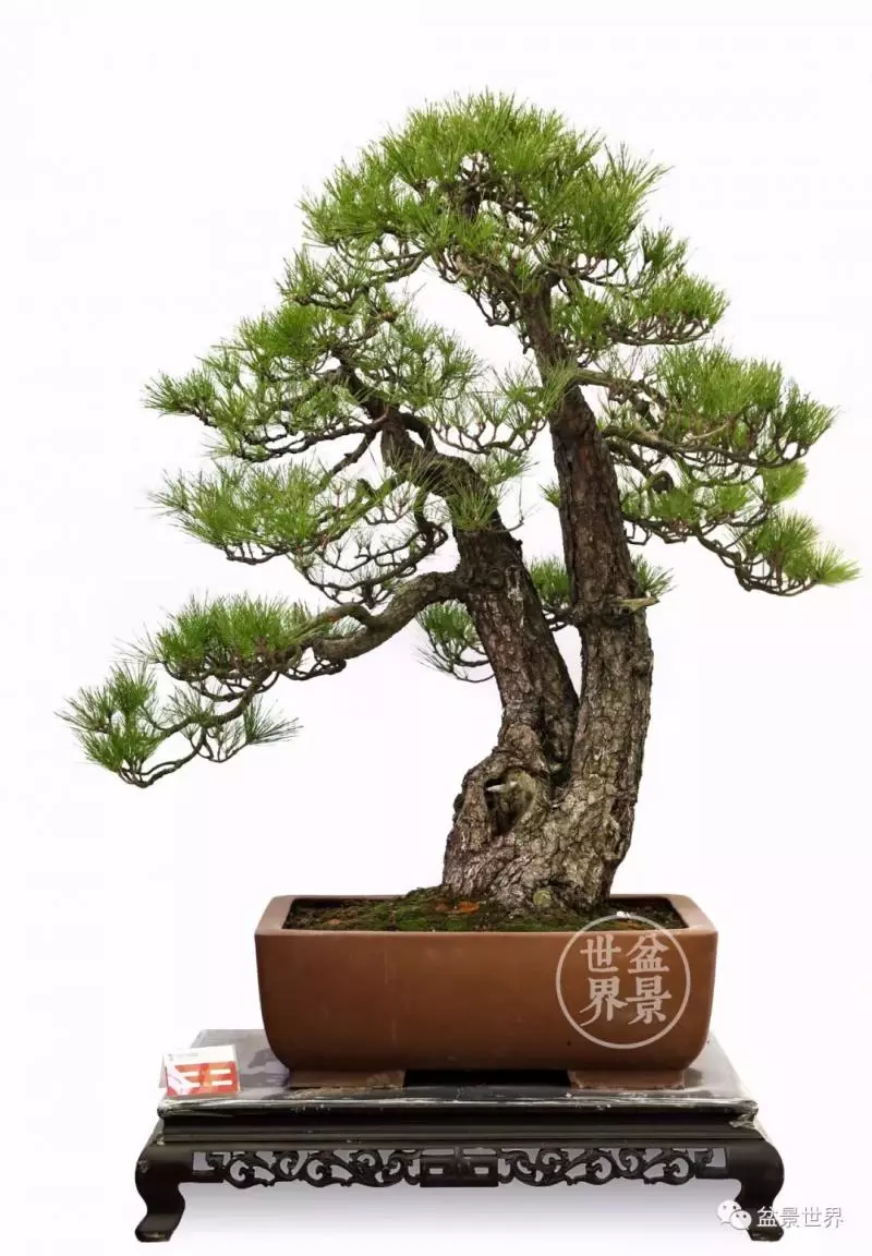 黑松為何廣受青睞?