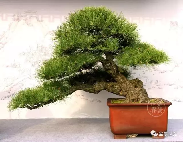 黑松為何廣受青睞?