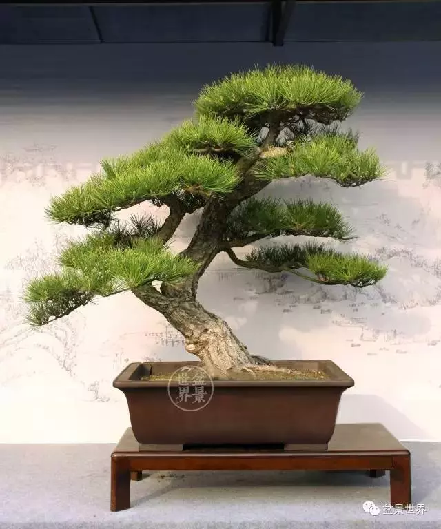 黑松為何廣受青睞?