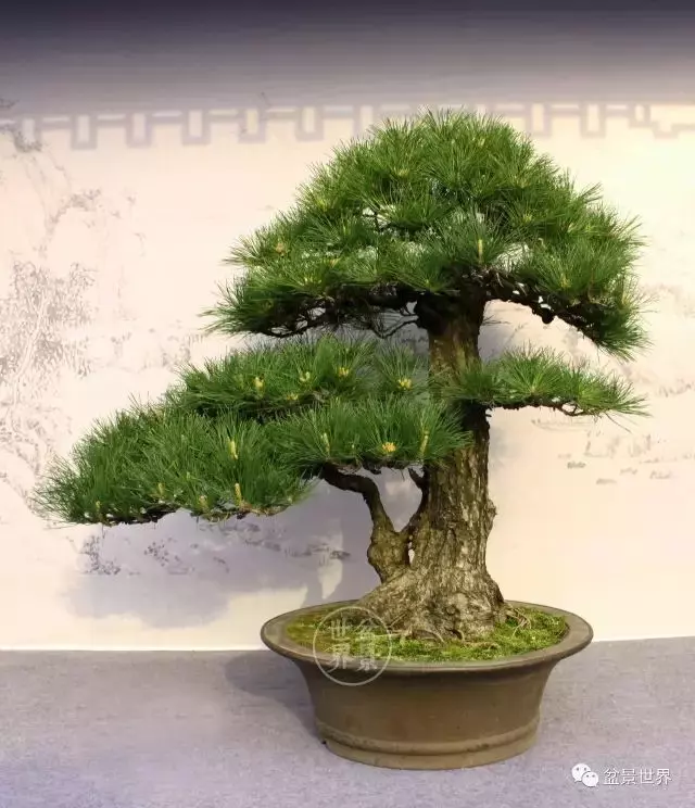 黑松為何廣受青睞?