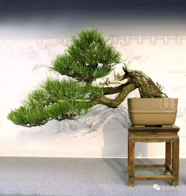 黑松為何廣受青睞?