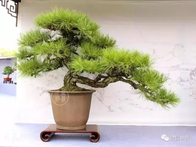 黑松為何廣受青睞?