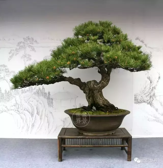 黑松為何廣受青睞?