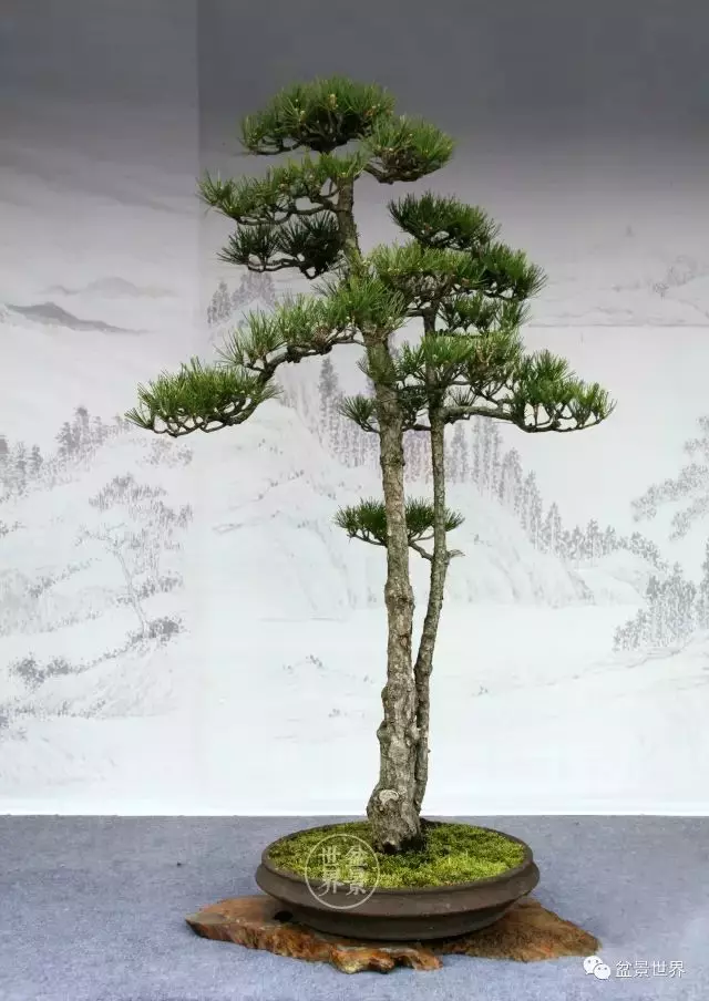 黑松為何廣受青睞?