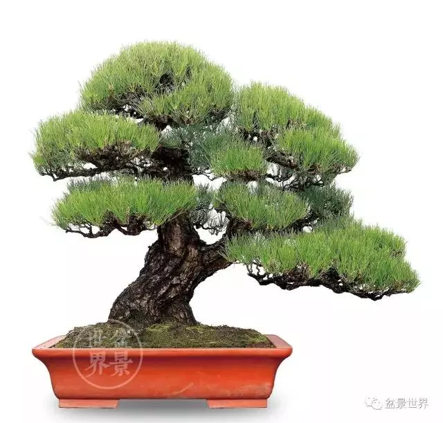 黑松為何廣受青睞?
