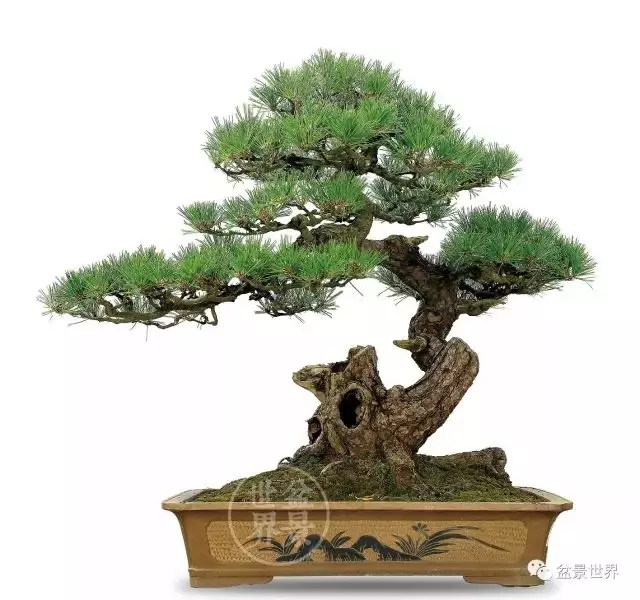 黑松為何廣受青睞?