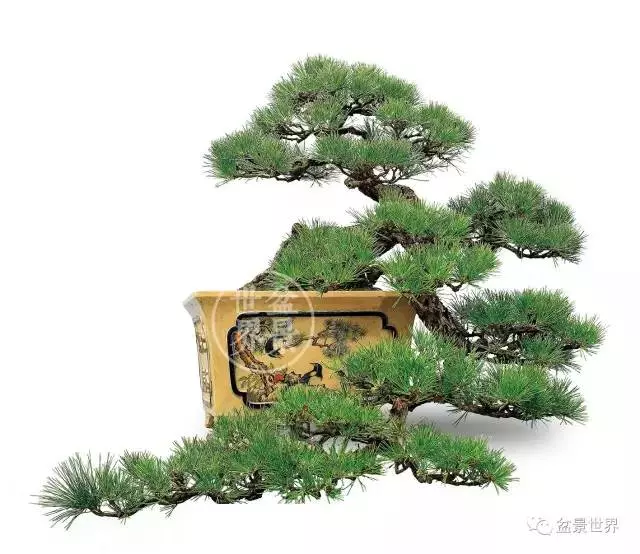 黑松為何廣受青睞?