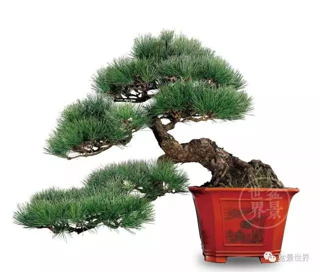 黑松為何廣受青睞?