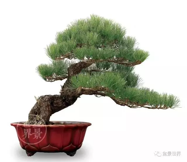 黑松為何廣受青睞?