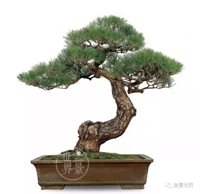 黑松為何廣受青睞?