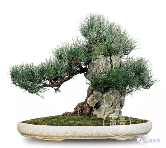 黑松為何廣受青睞?