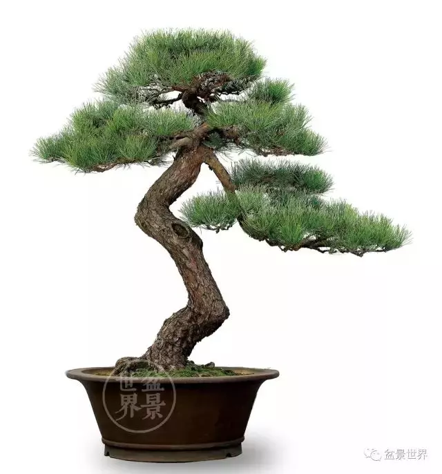 黑松為何廣受青睞?