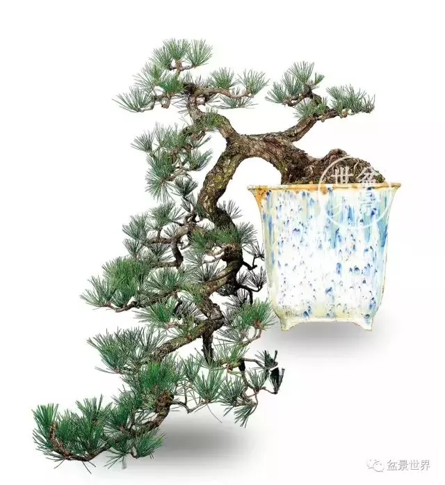 黑松為何廣受青睞?