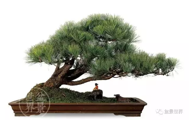 黑松為何廣受青睞?