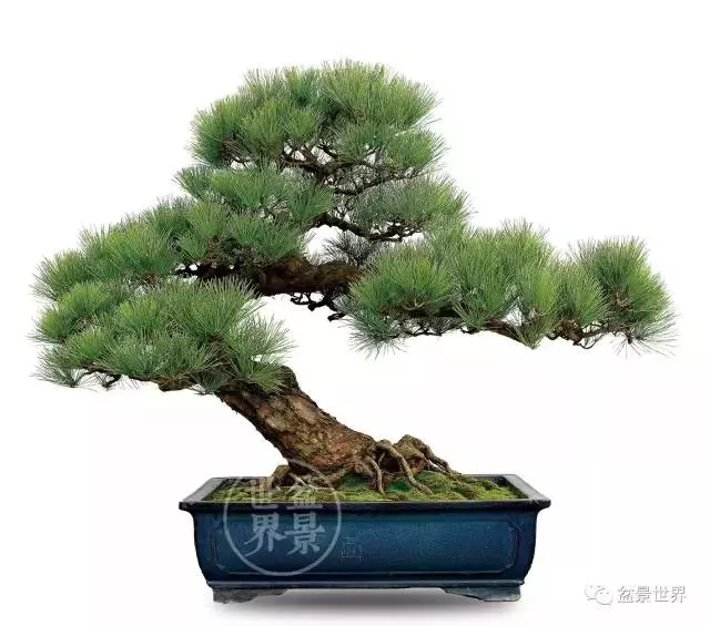 黑松為何廣受青睞?