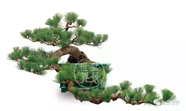 黑松為何廣受青睞?