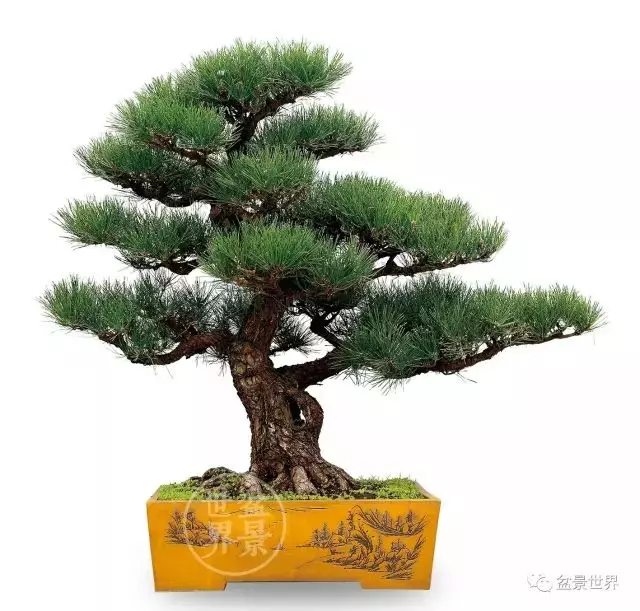 黑松為何廣受青睞?