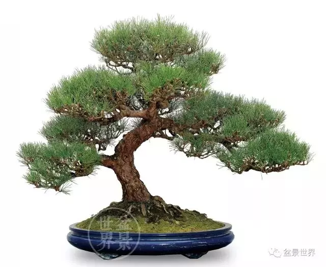 黑松為何廣受青睞?