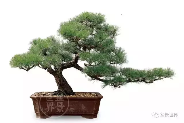 黑松為何廣受青睞?
