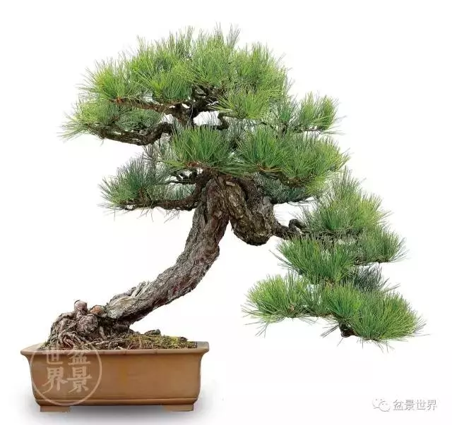 黑松為何廣受青睞?
