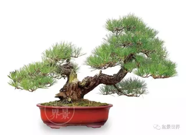 黑松為何廣受青睞?