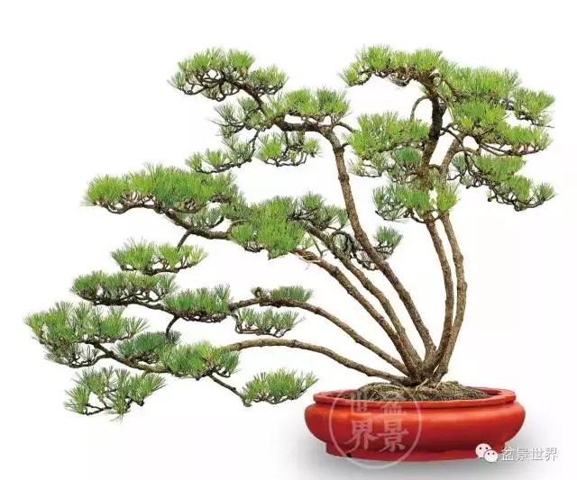 黑松為何廣受青睞?