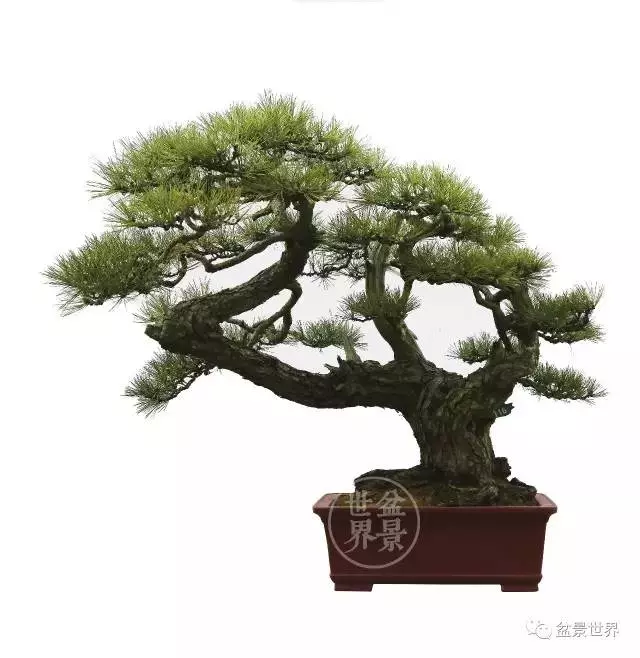 黑松為何廣受青睞?
